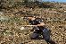 EMV L�hirada, NM 21 Teade